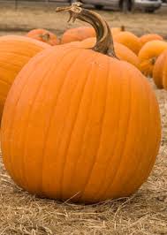 how to bake a pumpkin